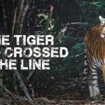 The Tiger Who Crossed The Line